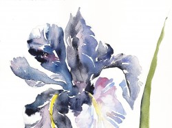 Atelier Regard-aquarelle-iris